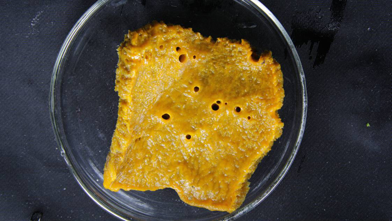 南極海綿。由南極所帶回來的海綿將會是我們在研究海洋天然藥物的利器