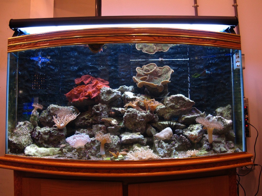 Coral aquarium