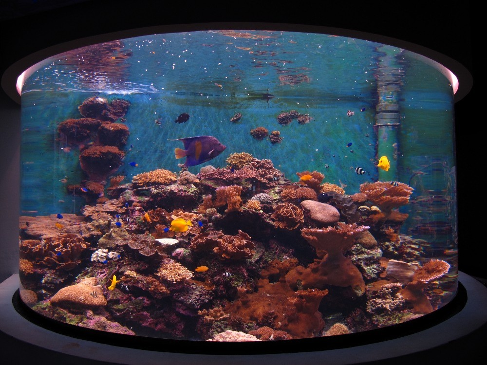Stony coral tank in Coral Kingdom Pavilion