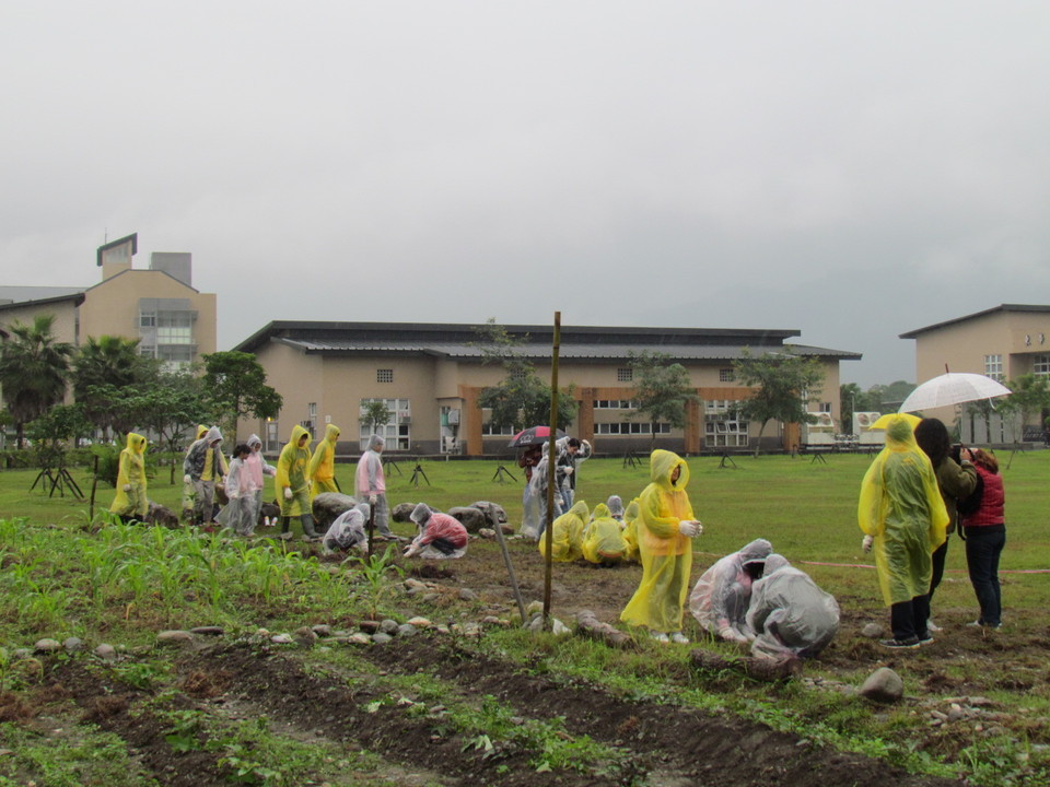 原民院小米園種植龍眼樹營造「食物家園」