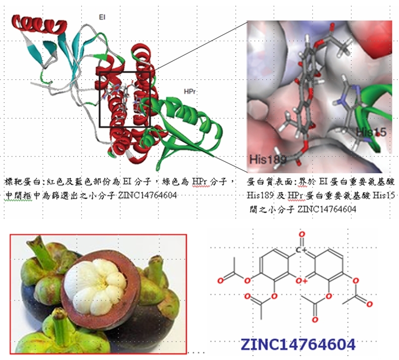 山酮類衍生物有抗生素潛力：虛擬篩選細菌特有磷酸根傳導蛋白質EI的抑制分子