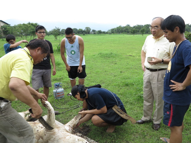 男性族人與學生忙著進行殺豬儀式