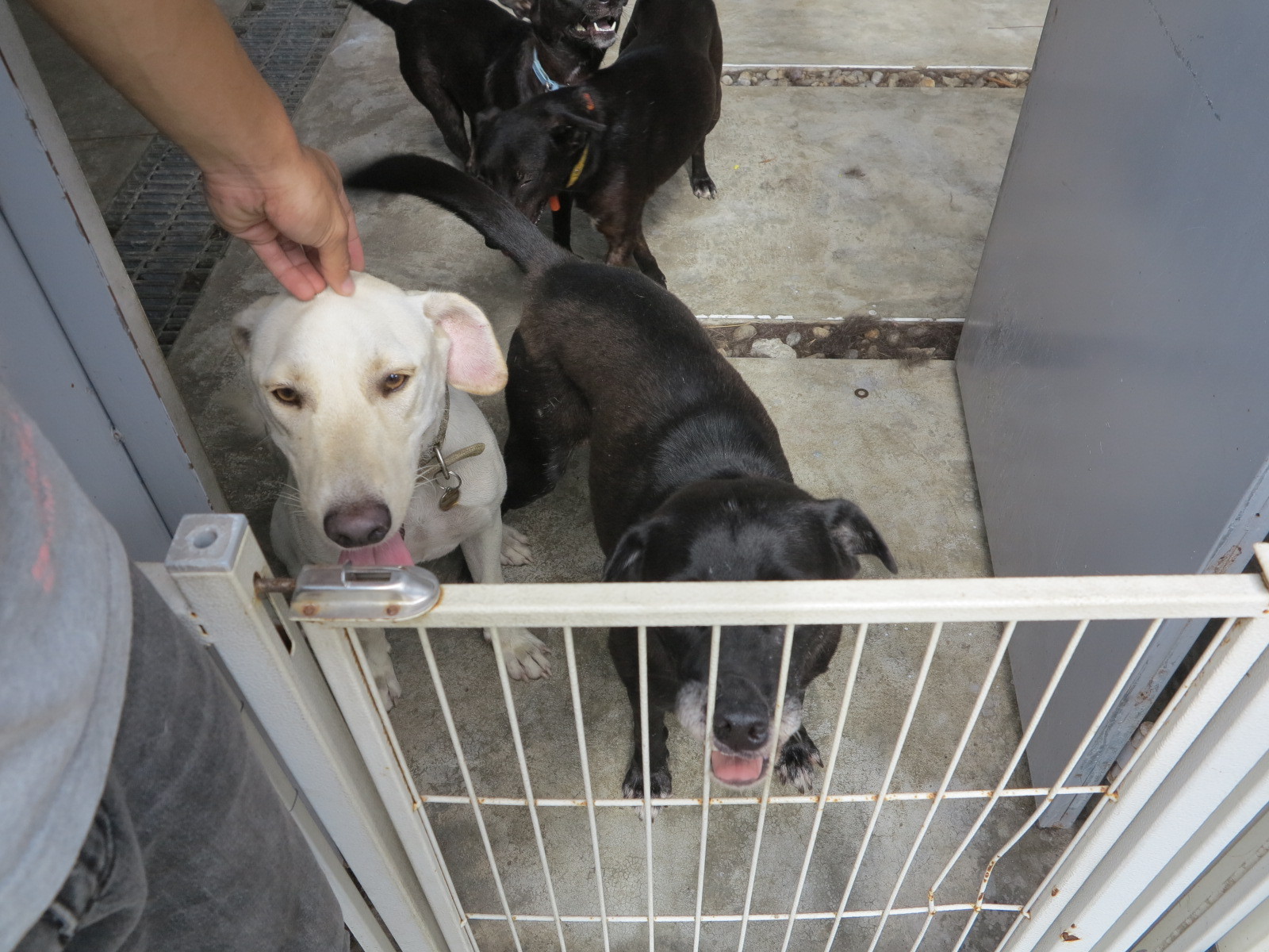 校園內學生社團的25隻犬隻皆有人員照顧與管控