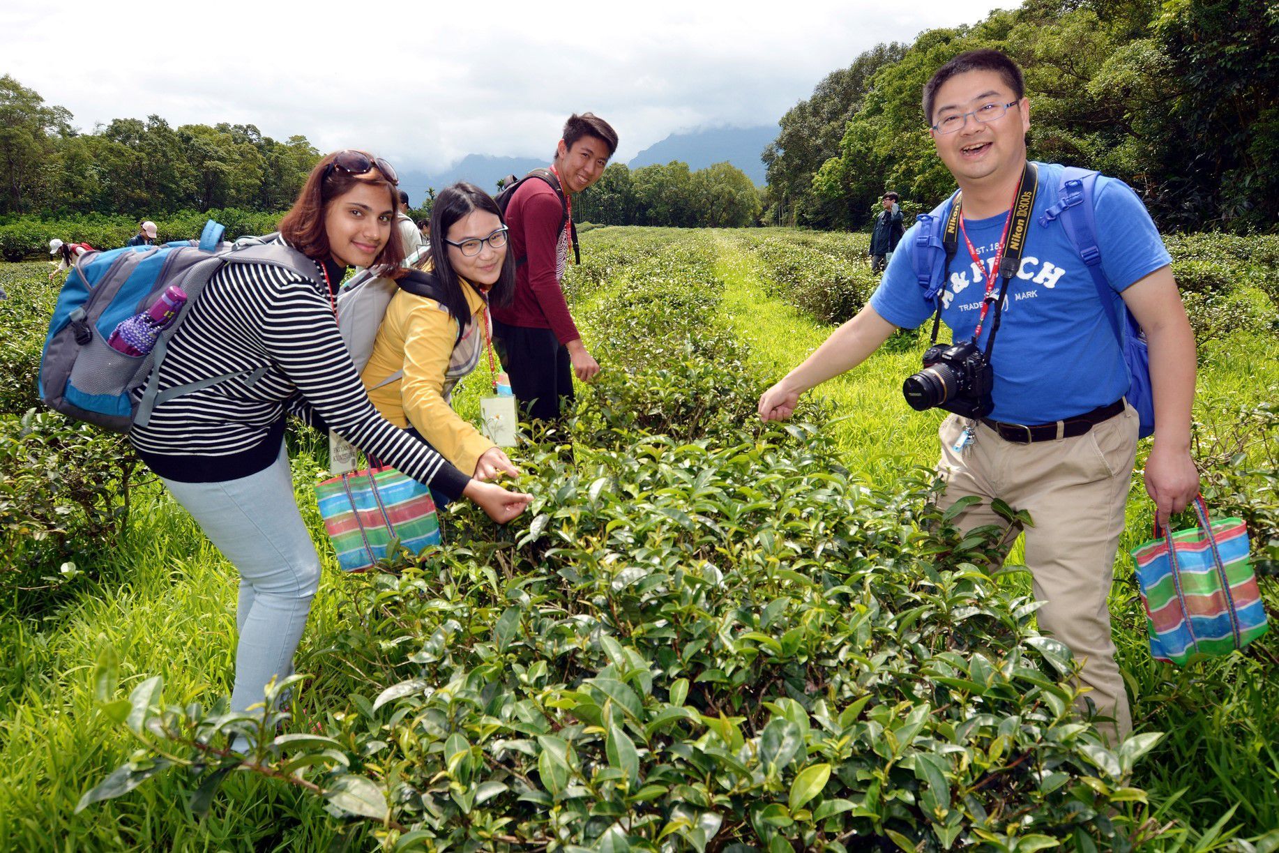 境外學生體驗採茶活動、學習製茶流程，瞭解臺灣製茶文化
