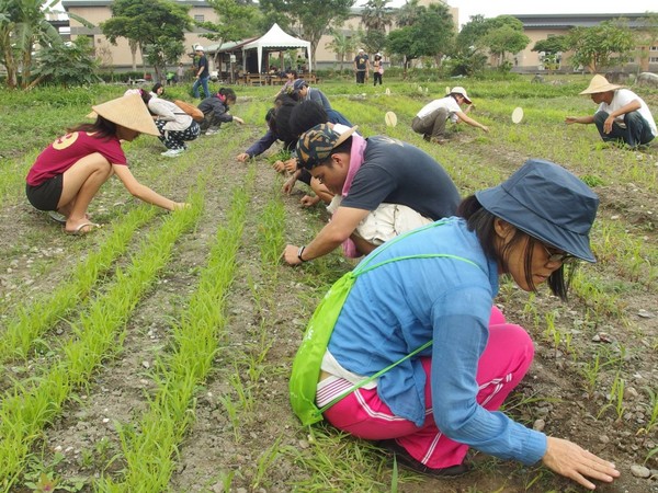 2016土地你做主，小米一起種 - 布農小米除疏工作坊
